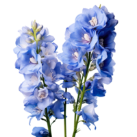 Delphinium flower isolated on transparent background png