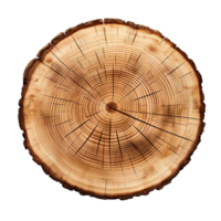 cross section of tree stump isolated on transparent background png