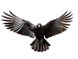 flying crow isolated on transparent background png
