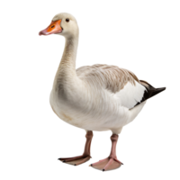 goose isolated on transparent background png