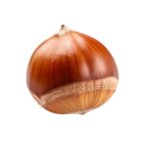 Hazelnut isolated on transparent background png