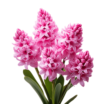 Hyacinth flower isolated on transparent background png