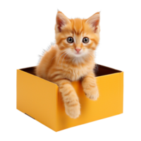 kitten sit in an orange box isolated on transparent background png