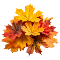Pile of autumn colored maple leaves isolated on transparent background png
