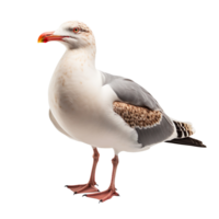Seagull isolated on transparent background png
