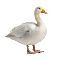 white duck isolated on transparent background png