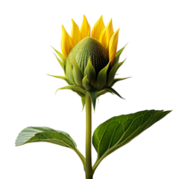 Sunflower bud isolated on transparent background png