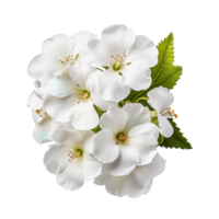 White primrose flower isolated on transparent background png