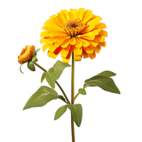 Yellow zinnia flower with a stem isolated on transparent background png