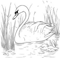 Swan in the water coloring page vector