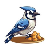 Blue jay bird with nuts on a branch vector