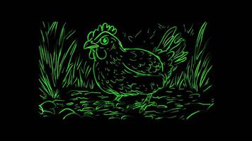 Neon frame effect,Cheerful Chicken on black background video