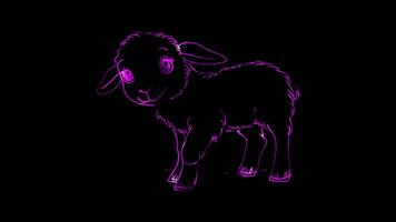 Neon frame effect,Adorable Sheep on black background video