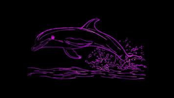 Neon frame effect,Smiling Dolphin A dolphin jumping out of the water with a big, happy smile. on black background video