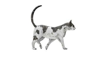 3d Illustration animation of a cat walking loop in white background with Alpha channel video