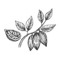 Cacao fruit on a branch with leaves and beans illustration in sketch style. Realistic hand drawn botanical drawing hatched ingredient of chocolate. vector