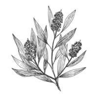 Tea tree branch, sketch in , design element. Botanical drawing in engraving style. vector