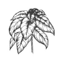 Basil plant ink drawing illustration on isolated white background. Hand drawn doodle with basil leaves and branch, fragrant herb, seasoning spice. For design, packing, label, print, paper, card vector