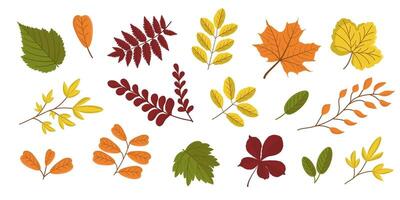 set of different autumn leaves. Botanical illustration in the cold season. Autumn composition. vector