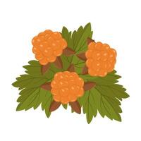 set with cloudberry berry and leaves. Botanical illustration for greeting card and banner. Berries for vitamin tea and jam. vector