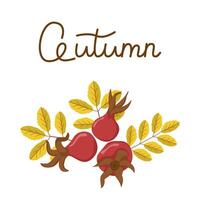 drawing with rosehip berry and leaves. Botanical illustration for greeting card and banner. Autumn composition with text. vector