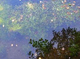 green life over and under water photo