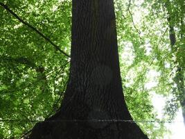 Do not touch me, says the tree that have been living for hundreds of year photo