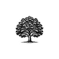 The Mighty Oak A Tree of Endurance and History vector