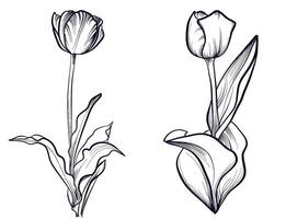 set of black and white hand-drawn drawings of tulip flowers vector