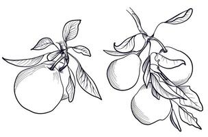 set of black and white hand-drawn fruit of a pear tree on a branch with leaves vector