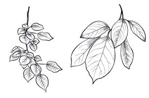 a set of hand-drawn aspen tree branches illustration vector