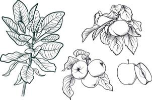 A set of hand-drawn fruit tree apple tree with leaves vector