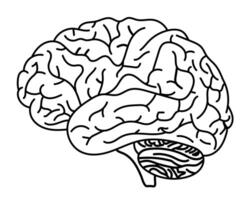 Hand Drawn brain sketch isolate in white background vector