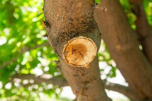 A close up of a tree with a hole in it photo