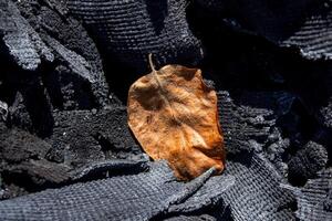 A leaf is laying on a pile of black cloth photo