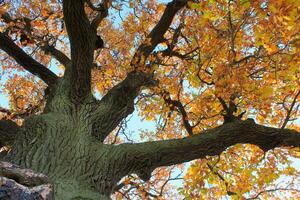 an oak tree with a large crown in autumn. of natural monuments, caring for nature. Golden autumn photo