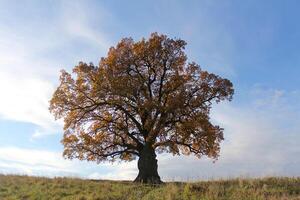 an oak tree with a large crown in autumn. The oak tree is more than 100 years old. of natural monuments, caring for nature. Golden autumn photo