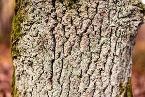 close-up of the tree trunk with beautiful texture and moss on the side photo
