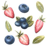 Berries with leaves, blueberries, strawberries. Watercolor illustration. Isolated objects from a large set of SWEETS. For decoration, design and compositions of packaging, menus, advertising, logo. vector