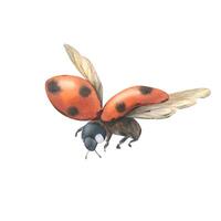 Red ladybug with black speckles flying with spread wings and wing pads three-quarter view. Hand drawn watercolor illustration on the theme of animals and insects. Element isolated from the background. vector