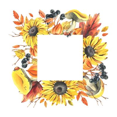 Autumn berries physalis, chokeberry, rowan leaves, maple, birch, russula mushrooms, rudbeckia flowers, tree branches and ladybugs. Watercolor illustrations. Square frame wreath isolated background