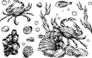 Underwater world clipart with sea animals crab, shells, coral and algae. Graphic illustration hand drawn in black ink. Set of isolated objects EPS . vector