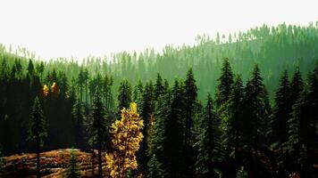 A serene forest with tall trees in the foreground video