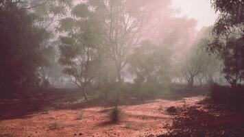 A dense and misty forest with towering trees engulfed in fog video