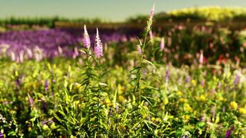 A colorful field of flowers in bloom video
