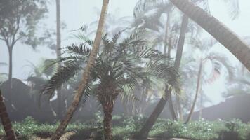 A bunch of palm trees in a foggy forest video