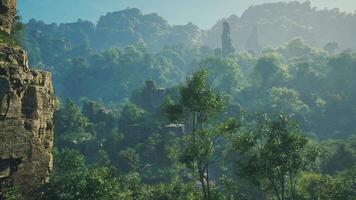 A forest filled with lots of green trees video