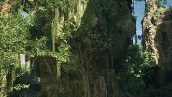 A breathtaking green forest in New Zealand. mountain path video