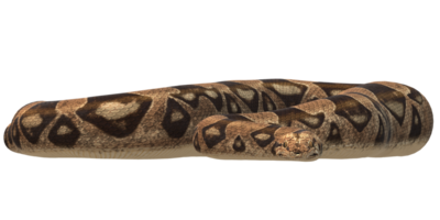 Python Snake isolated on a Transparent Background png