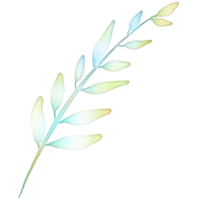 Watercolor drawing of a branch with leaves on a transparent background png